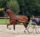 Голландская теплокровная лошадь: описание, характеристика, история возникновения породы Теплокровные породы лошадей