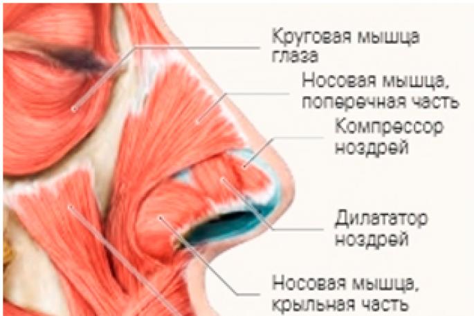 Мышцы вокруг ушной раковины Верхняя ушная мышца